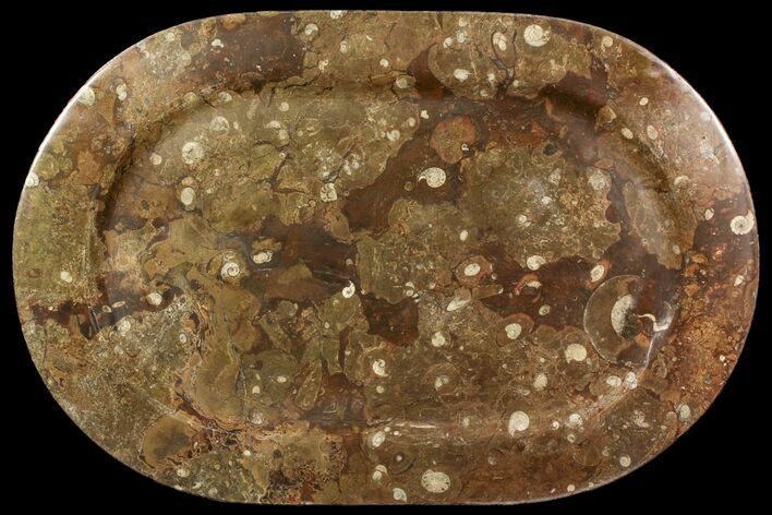 Fossil Orthoceras & Goniatite Oval Plate - Stoneware #140028